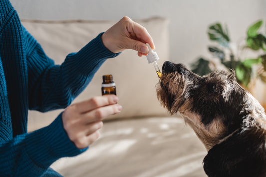 Woman dropping CBD oil into dogs mouth